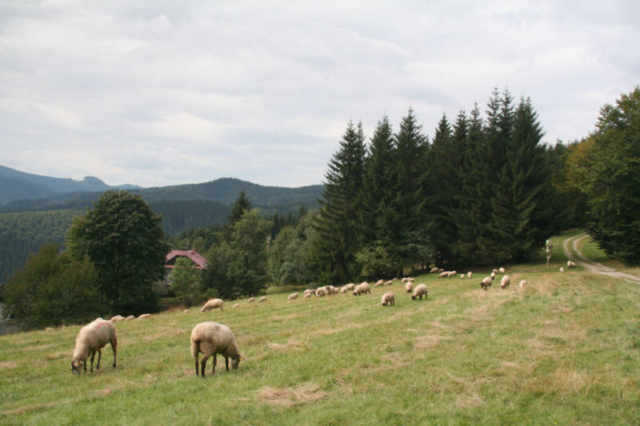Image006