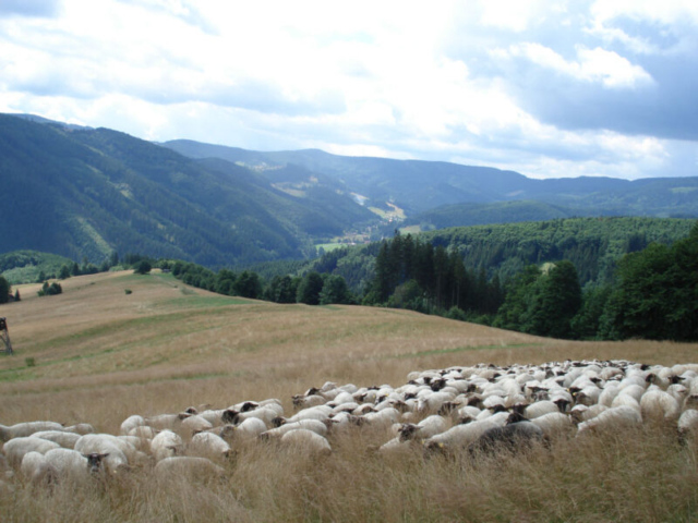 Image015