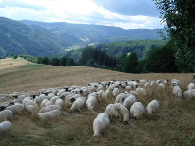 Image016